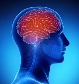 illustration of the human brain